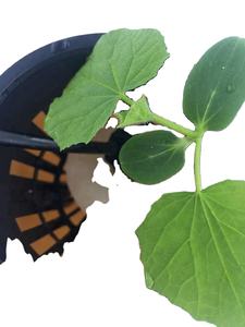 Petit système de seau hollandais hydroponique blanc avec matériau en PVC 31cm X 25m X 23m pour la culture de légumes en serre - Product Image 6