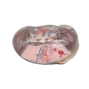 Segment rénal transparent (avec A) ZM1196 23*17*<span class=keywords><strong>12</strong></span> SMD143 - Product Image 6