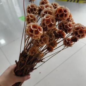 Venta caliente Immortal Pristimera Follaje Molino de viento Fruta Scabiosa Conservado para bodas Día de San Valentín Día de la madre - Product Image 5