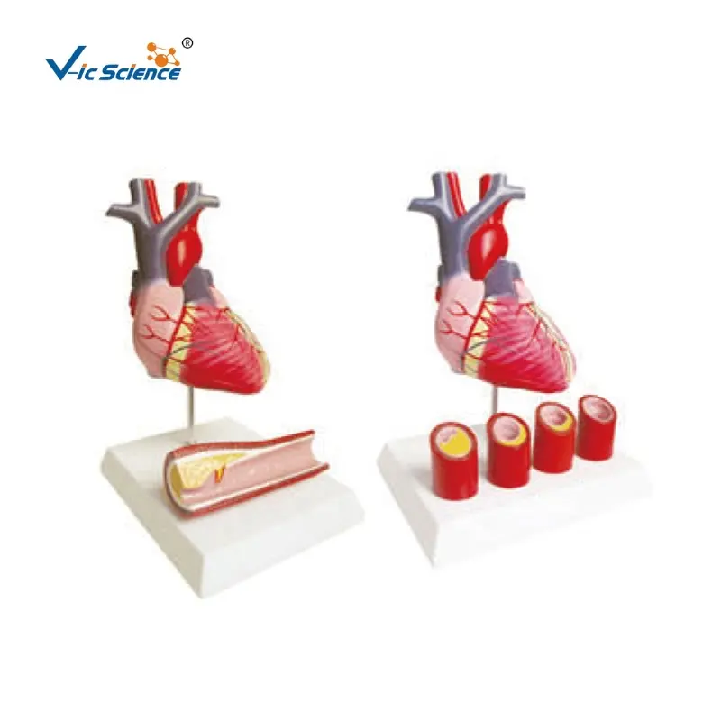 Anatomical human heart model medical science teaching model anatomical human heart medical science education model
