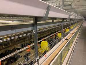 TBB Cages pour poulets de chair de marque célèbre avec système d'alimentation automatique pour la maison ou le commerce en Afrique - Product Image 4