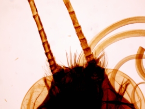 กล้องจุลทรรศน์เตรียมสไลด์ กล้องจุลทรรศน์สัตว์เตรียมสไลด์แมลง 13 ชิ้นชุดใช้ในโรงเรียนมัธยมต้น - Product Image 5