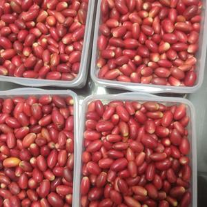 Compléments alimentaires en gros, baies de miracle séchées, baies de miracle lyophilisées avec emballage personnalisé - Product Image 2