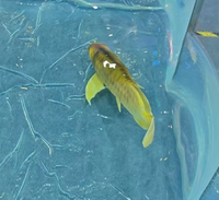 Modèle de poisson arowana animatronique, poisson dragon bionique robotique grandeur nature, statue de poisson réaliste en mouvement pour aquarium et parc