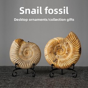 Fossiles d'ammonites naturels, pierres brutes, décorations minimalistes modernes pour bureau, accents pour armoire à vin, souvenirs portables - Product Image 2