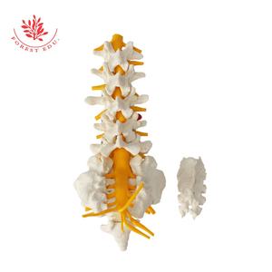 <strong>Lumbar</strong> <strong>Spinal</strong> <strong>Column</strong> Model With Sacral and Coccyx Bones Education Model - Product Image 2