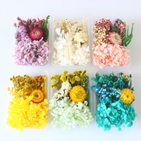 Mini fleurs séchées mélangées en gros, multicolores, naturelles, en vrac, petite boîte, matériel DIY pour la fête des mères et les mariages