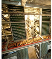 Système d'élevage de poulets en batterie à 3-12 niveaux de type H entièrement automatique avec ligne d'alimentation pour l'élevage de poules pondeuses
