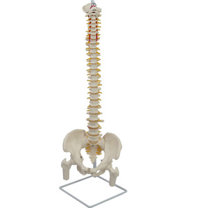 Modèle naturel de la clavicule occipitale et du nouveau modèle de fémur de la ceinture pelvienne des vertèbres plus grandes ; modèle de colonne vertébrale humaine. - Product Image 4
