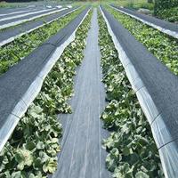 Toile de paillage tissée en PP anti-mauvaises herbes, tapis de contrôle paysager OEM écologique pour cerisiers