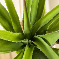 Plante artificielle en sisal, agave, 170 cm de haut, faux arbre de yucca, plante artificielle réaliste, sans arrosage, décoration pour la maison, le bureau, le salon