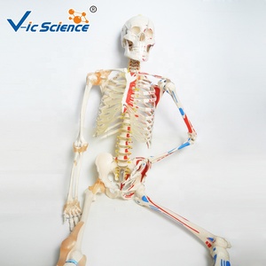 Scheletro artificiale umano a grandezza naturale scheletro medico flessibile di scienza medica - Product Image 5