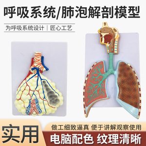 Modèle anatomique du système respiratoire humain ; modèle anatomique en relief du système respiratoire pulmonaire ; modèle anatomique agrandi - Product Image 2