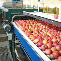Machine de triage, lavage, cirage et séchage des fruits et légumes, fournie par l'usine chinoise
