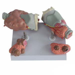 Pendidikan medis sains medis kelas profesional menggunakan bantuan pengajaran anatomi manusia Model pencocok antara mudah dilepas - Product Image 3