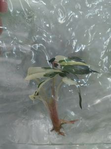 Planta de Interior Popular de Alta Calidad, Alocasia Variegata _pequeña, Decoración <span class=keywords><strong>Chic</strong></span> con Vista al Jardín. - Product Image 4