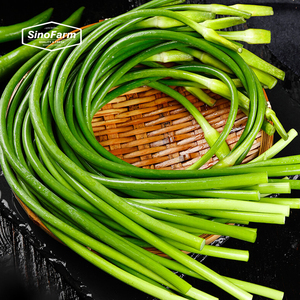 Nouvelle culture de légumes chinois de <span class=keywords><strong>tige</strong></span> d'<span class=keywords><strong>ail</strong></span> frais/pousse d'<span class=keywords><strong>ail</strong></span> frais/<span class=keywords><strong>tige</strong></span> de germe d'<span class=keywords><strong>ail</strong></span> frais en paquet de germes d'<span class=keywords><strong>ail</strong></span> vert - Product Image 1