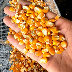 Maíz Amarillo Glutinoso Seco de Alta Calidad a Granel para Alimentación Animal y Consumo Humano / Grado No Transgénico 100% Natural - Product Image 1