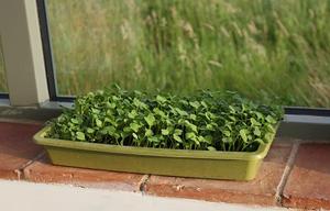 Hydroponic Grow Mats Custom Size <strong>10x20</strong> Inches for 1020 <strong>Growing</strong> <strong>Trays</strong> Bamboo <strong>Growing</strong> Mat for Microgreens and Sprouting Seeds - Product Image 4