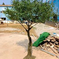 Aangepaste 10ft Mediterrane Grote Faux Olijfboom Grote Kunstmatige Olijfboom Hoge Simulatie Hoteldecoratie Fruit Gemaakt Plastic