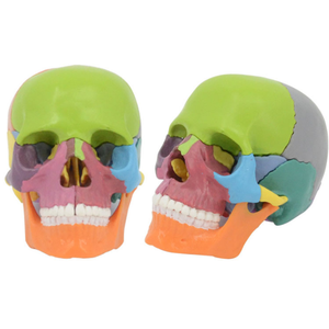 Cuộc Sống Kích Thước Thực Tế Con Người Mô Hình Hộp Sọ Nhựa Dành Cho Người Lớn Mô Hình Giải Phẫu Y Tế Giải Phẫu Mô Hình Hộp Sọ - Product Image 2