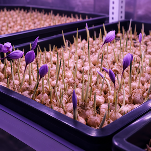 High Density Soilless Cultivation Precision HVAC Indoor Vertical Moveable Greenhouse Saffron Growing Container - Product Image 2