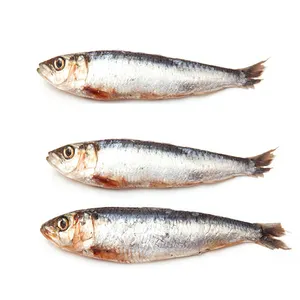 Frozen Sardine Fish for Canned Sardine Seafood from China new arrived for bait factory directly