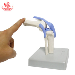 Modèle naturel de l'articulation du genou humain, démonstration pédagogique médicale, modèle articulaire et osseux pour la communication médecin-patient - Product Image 2
