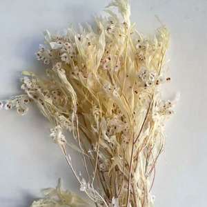 Bouquet de <span class=keywords><strong>fleurs</strong></span> séchées style Ins, 12 pièces, <span class=keywords><strong>fleurs</strong></span> éternelles, papillons de décoration artistique - Product Image 2