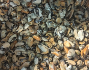 Carne congelada Mytilus edulis precio de fábrica carne de mejillón sin cáscara mejillón <span class=keywords><strong>cocido</strong></span> congelado - Product Image 2