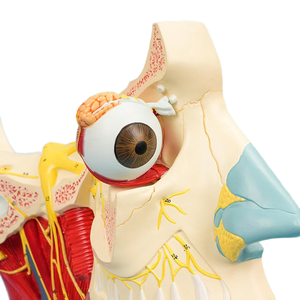 2.5X拡大された12ペアの頭蓋神経解剖モデル (取り外し可能な眼球) - Product Image 4