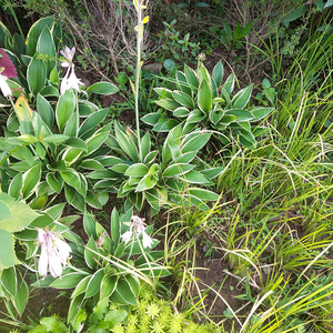 ผลไม้คุณภาพสูง โฮสต้าแห้งสุกใหม่ ขาย - Product Image 4