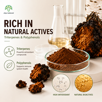 Poudre d'extrait de champignon Chaga de qualité supérieure, matière première naturelle de Chaga sauvage pour le thé, riche en polysaccharides, disponible en OEM
