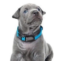 Collier GPS GSM 4G pour chien de chasse - Traceur haute précision, alarme géofence, application de suivi d'activité