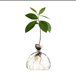 日式鳄梨水培花瓶配鳄梨种子，用于种植和种植