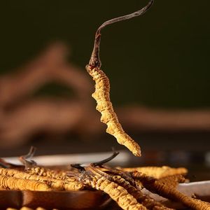 Produk ketinggian tinggi <span class=keywords><strong>Cordyceps</strong></span> Sinensis Wild <span class=keywords><strong>Cordyceps</strong></span> - Product Image 5