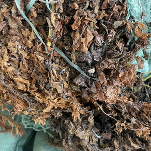 EXPORTACIÓN A GRANEL ALGAS SECAS/ALGAS SARGASSUM DE ALTA CALIDAD A BUEN PRECIO - Product Image 1