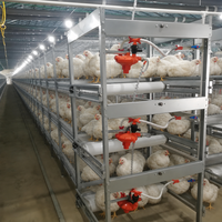 Grande Cage Commerciale en Acier pour l'Élevage de Poulets de Chair – Équipement Avicole – Bâtiment pour Poulets de Chair à Structure Acier – Système Complet