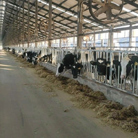 Kondisi Baru kandang Headlock sapi untuk mesin kios perendam susu aksesori Panel makanan mesin Grain