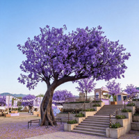 Pohon Jacaranda Palsu Besar Kustom, Pohon Bunga Realistis untuk Hiasan Tempat Wisata Plaza Luar Ruangan