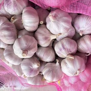 China Proveedor profesional de ajo blanco fresco Ail Ajo Alho Precio al por mayor competitivo 5/6/7/8/9/10kg en bolsa de malla - Product Image 3