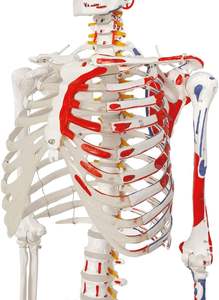 Human Life Size <strong>Vivid</strong> <strong>Full</strong> Body Anatomy 180cm Skeletons Model with Spinal Nerve Muscles for Medical Schools CE and ISO - Product Image 4