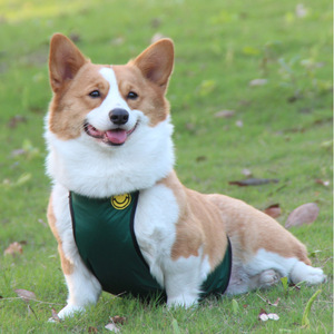 Corgi-Specific Waterproof Belly Band For Small And <b>Medium</b> Dogs All Seasons Pet Clothes With Stain Resistant Design - Product Image 1