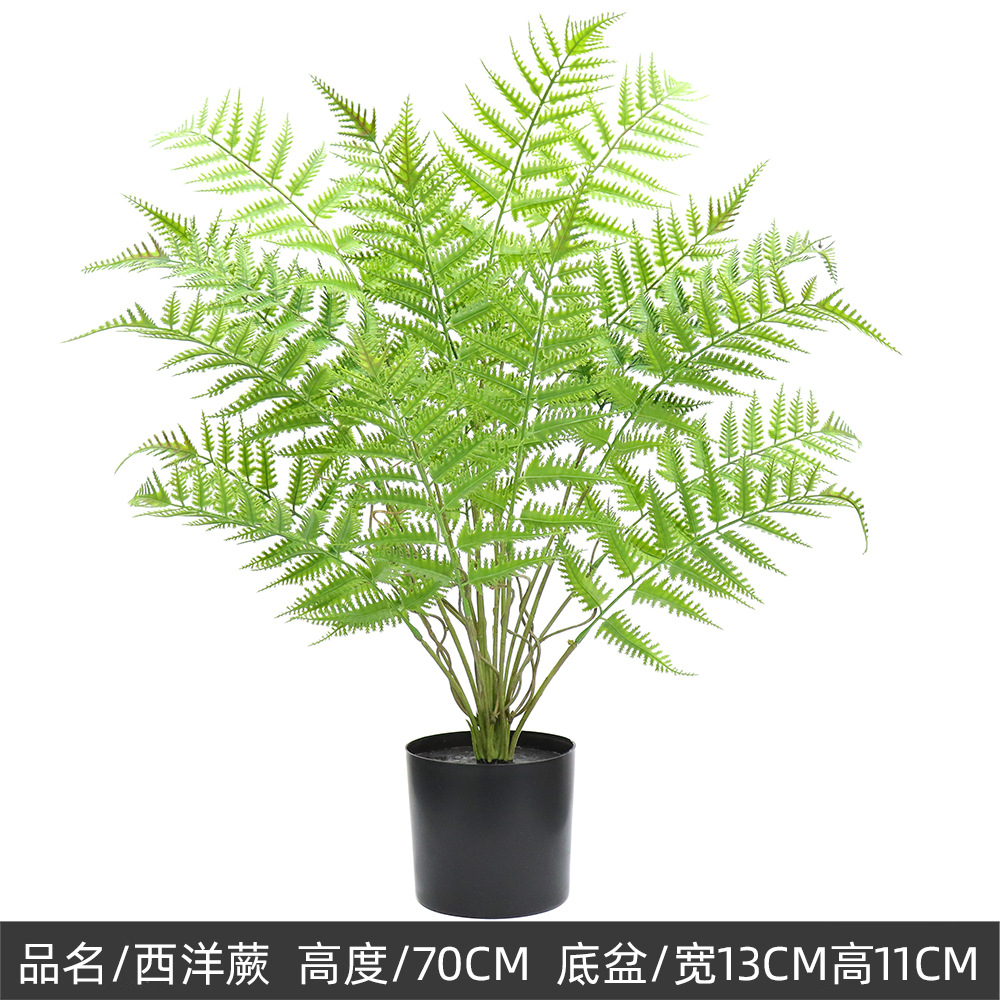 Fougère occidentale 70cm-18 feuilles