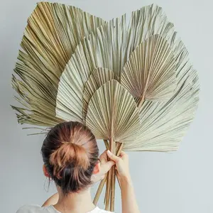 Wholesale Natural Boho Dried Palm Leaves Natural Large Small Dry Palm Flower Fan Leaf Wedding Decor