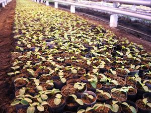 Tablette de tourbe pressée D85 mm pour la culture de semis - Product Image 2