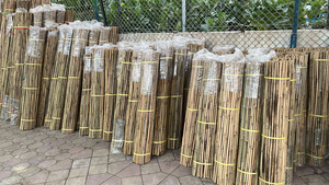 Estacas de Bambú Seco para Soporte de Plantas en Invernaderos, Varillas de Bambú de Diámetro Pequeño para Uso Agrícola - Product Image 4