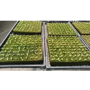 hydroponic solution rooting cutting plant growing cube hydroponico system hidroponik