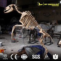 Alismy Dino DS725 squelette d'animal, modèle 3d, squelette de cheval