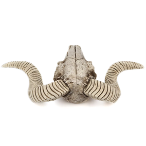 Rétro tête <span class=keywords><strong>de</strong></span> mouton crâne SKE20 <span class=keywords><strong>tenture</strong></span> murale résine artisanat modèle Animal décoration <span class=keywords><strong>de</strong></span> noël artistique maison Festival cadeaux - Product Image 3